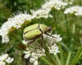 Hoplia pubicollis